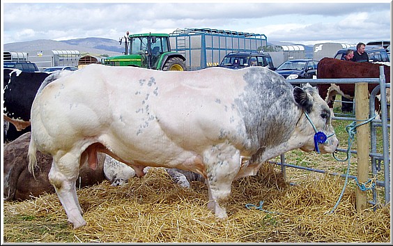 belgian blue bull