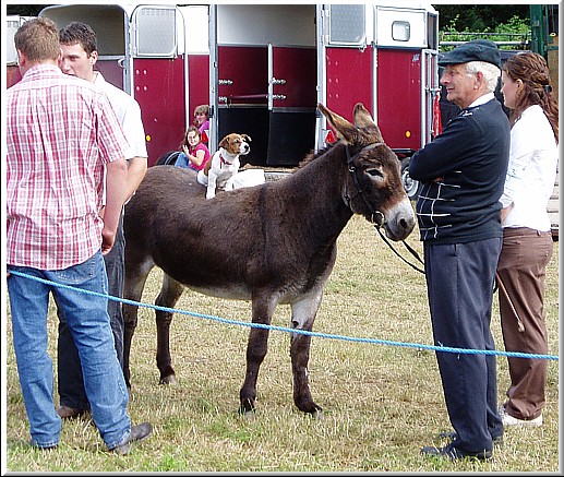 Dog On Donkey