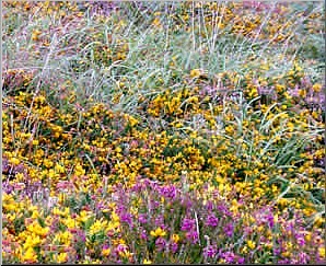 gorse_heathers