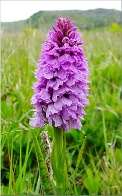 spotted_orchid