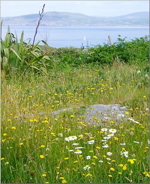meadow_flowers